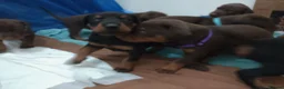 Dobermann dogs for sale: Dobermann puppies - Advert 23