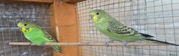 Lovebirds birds for sale: Love bird and breeding pairs of Budgies  - Advert 22