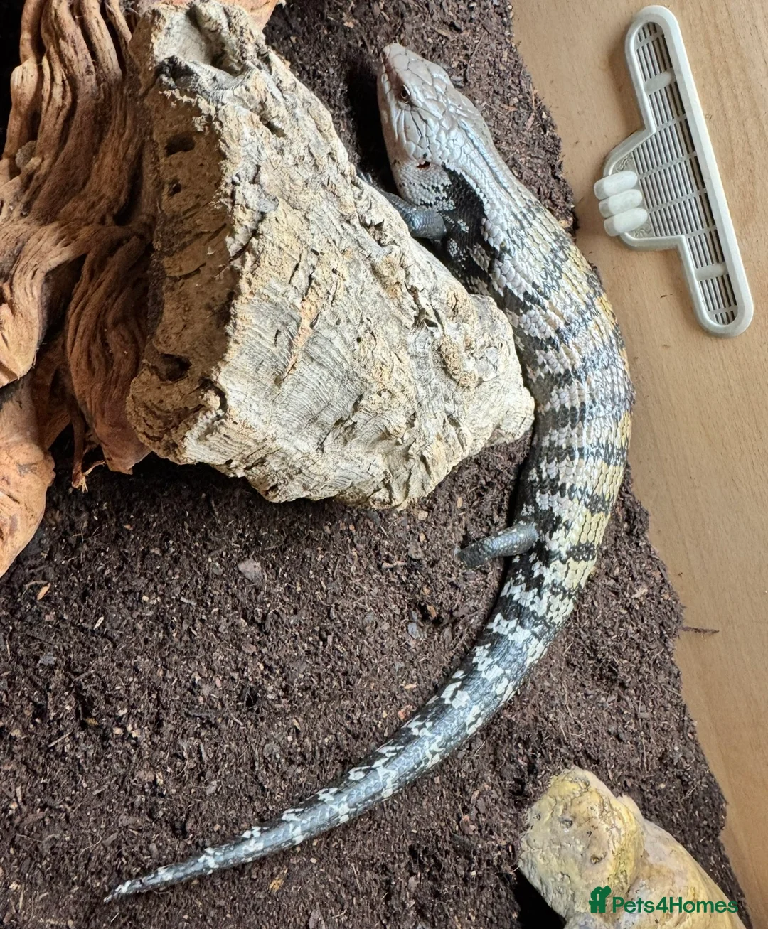 Skink reptiles for sale: Blue tongue skink with setup for rehome  in Nottingham - Advert 2