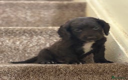 Cocker Spaniel dogs for sale: Cocker spaniel pups for sale  - Image 7