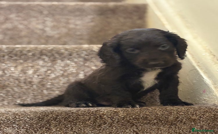 Cocker Spaniel dogs - Advert 5