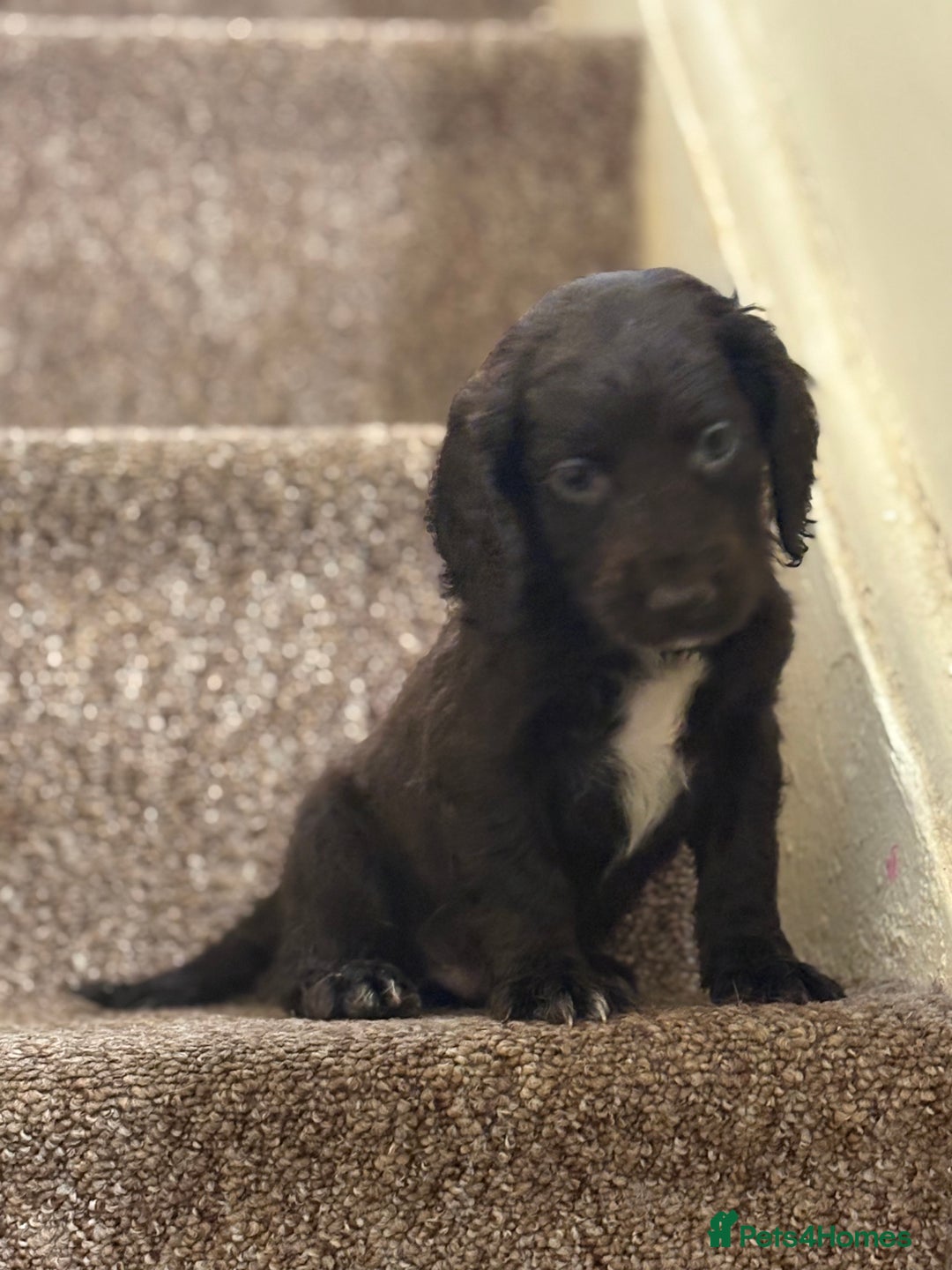 Cocker Spaniel dogs for sale: Cocker spaniel pups for sale  - Image 7