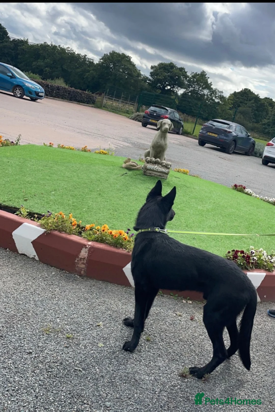 German Shepherd dogs for stud: PROVEN- BLACK-GERMAN SHEPHERD AVAILABLE FOR STUD in Walsall - Advert 5