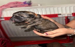 German Shepherd dogs for sale: German shepard  pups  - Image 8