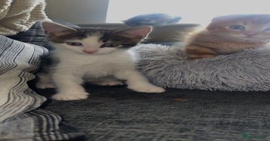 Mixed Breed cats - Advert 16