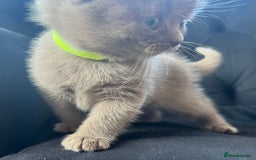 Scottish Fold cats for sale: Beautiful lilac Scottishfold straight ear kittens  - Image 33