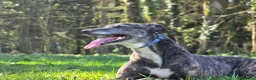 Greyhound dogs for sale: Greyhound female in foster - Advert 5