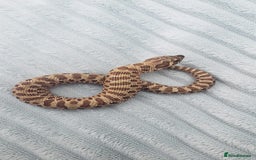 Snake reptiles for sale: Western Hognose CB25 babies  - Image 10