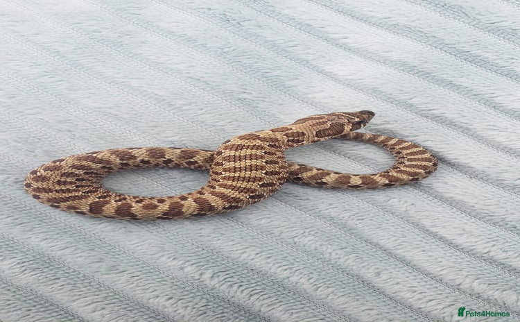 Snake reptiles - Advert 2