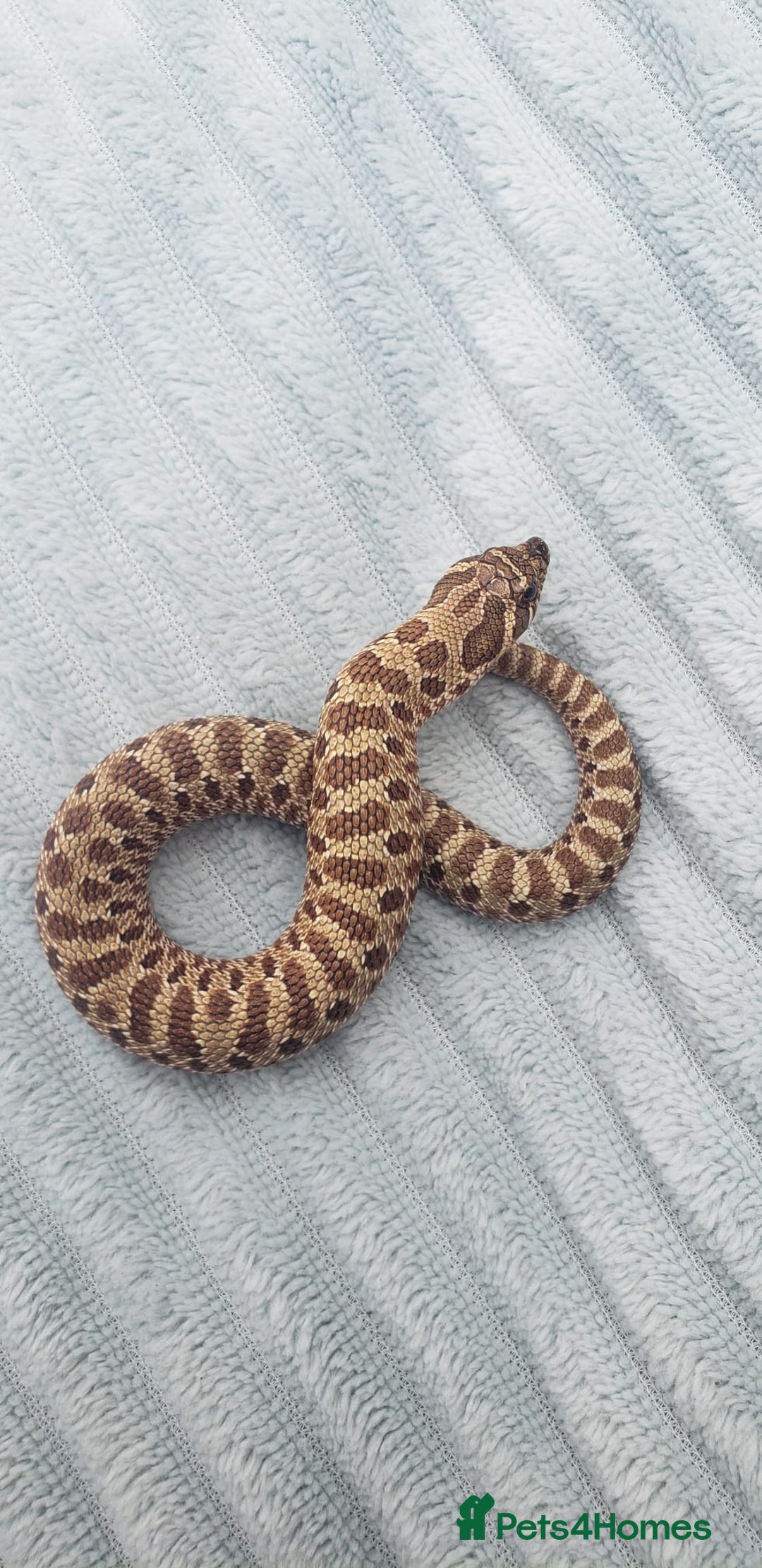 Snake reptiles for sale: Western Hognose CB25 babies  - Image 10