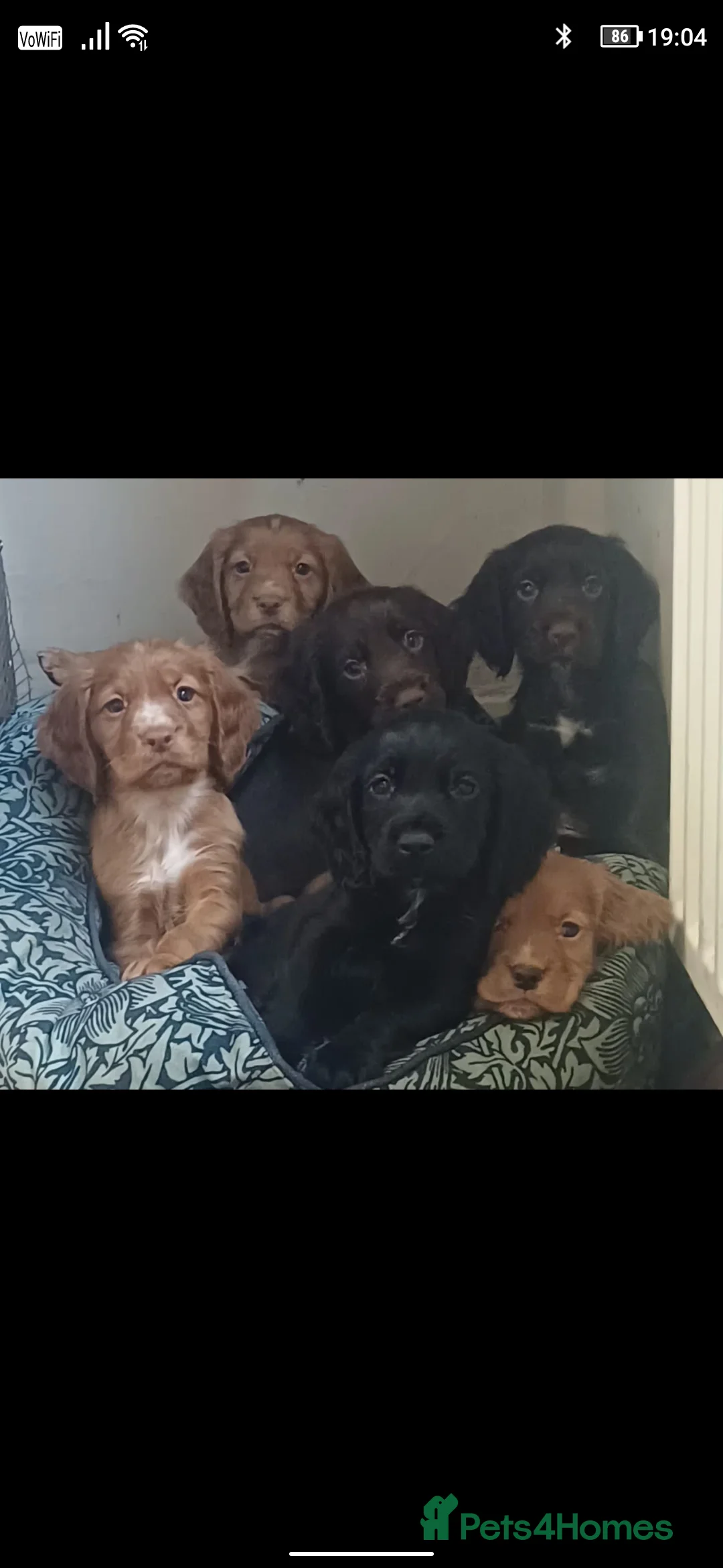 Cocker Spaniel dogs for sale: Cocker spaniel Puppies - Advert 1