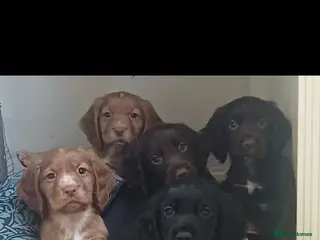 Cocker Spaniel dogs Cocker spaniel Puppies - Advert 1