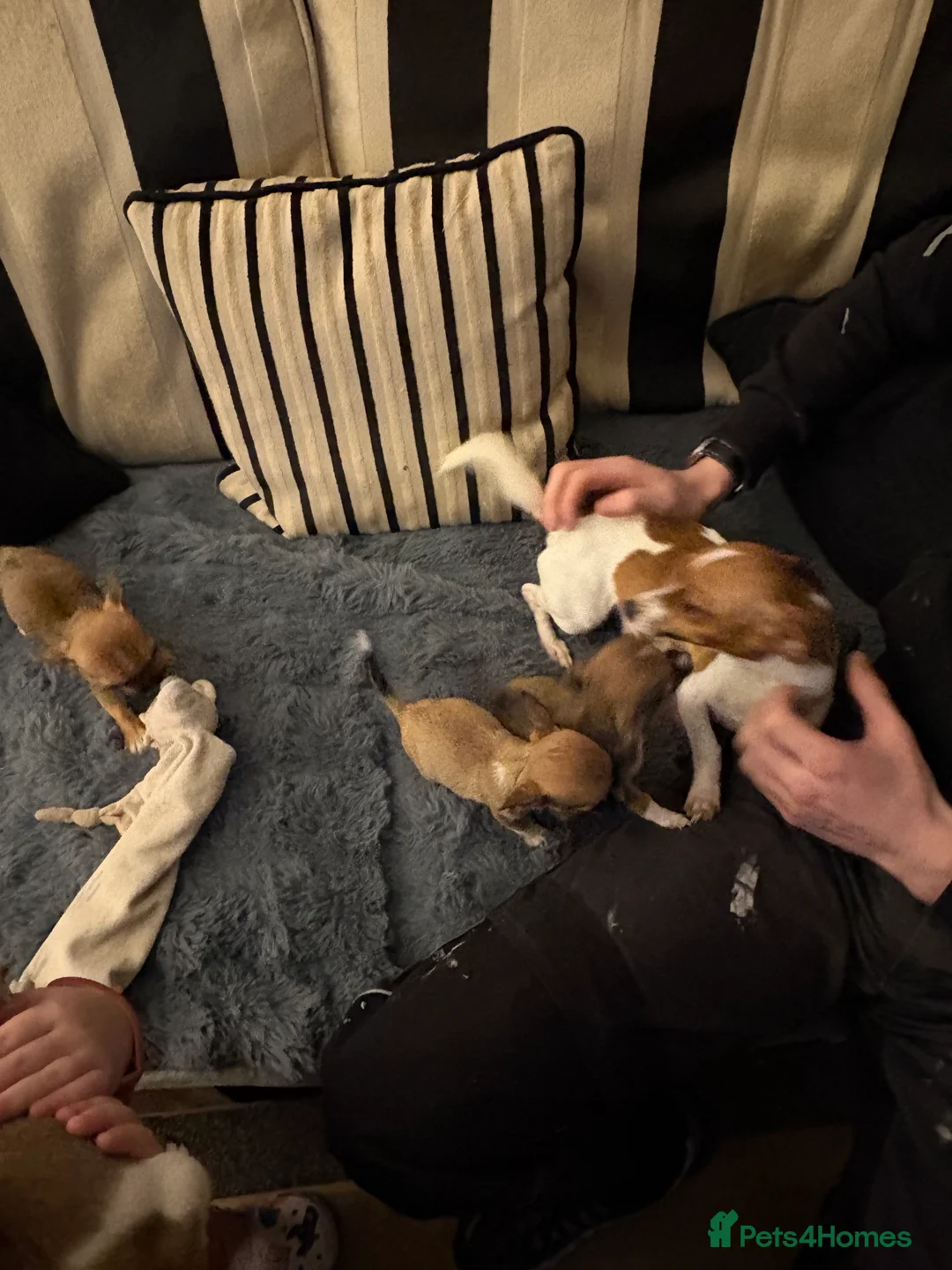 Mixed Breed dogs for sale: Jackawawa pups  - Advert 31