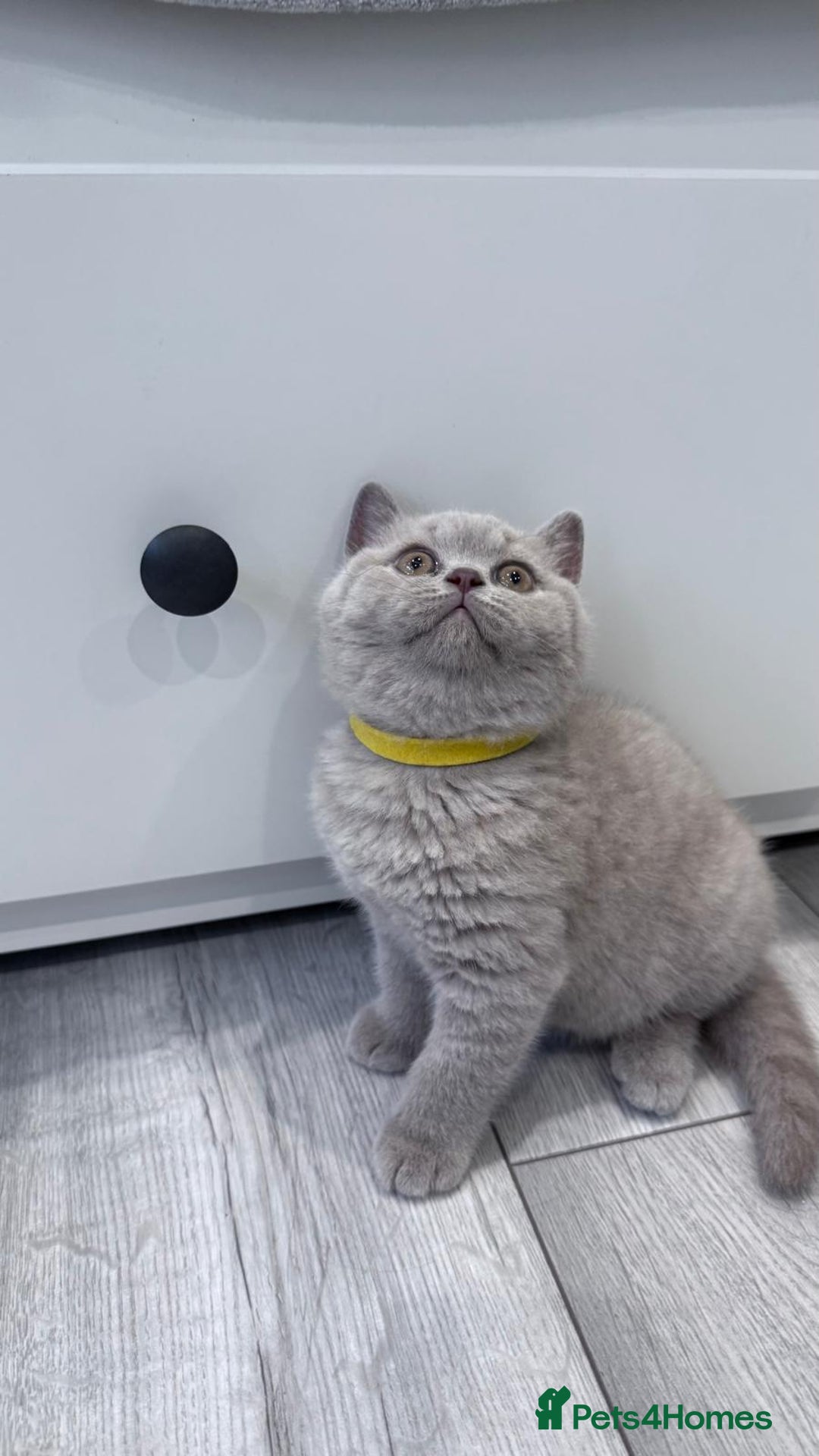 British Shorthair cats for sale: 4 British shorthair kittens  - Image 4