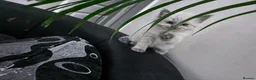 Mixed Breed cats for sale: Kittens - Advert 10