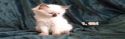 Ragdoll cats for sale: Ragdoll kitten. 2 Girls and 1 Boy  in Coventry - Advert 9