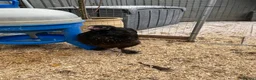 Chickens poultry for sale: Polish Pullets, and cross pullets - Advert 22