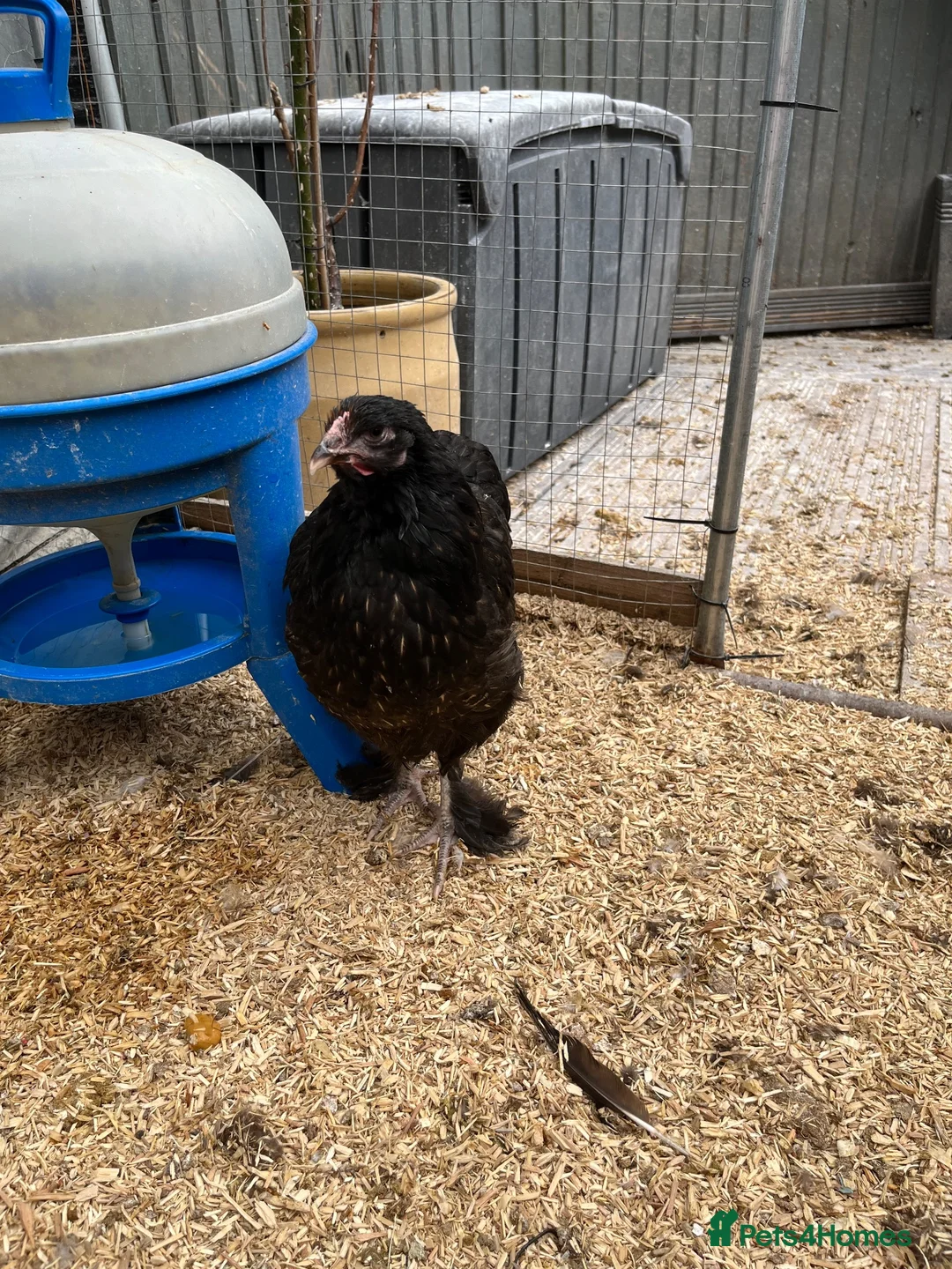 Chickens poultry for sale: Polish Pullets, and cross pullets - Advert 22
