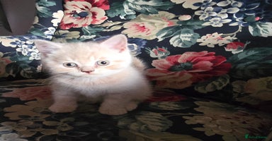 British Shorthair cats - Advert 6