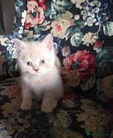 British Shorthair cats - Advert 8