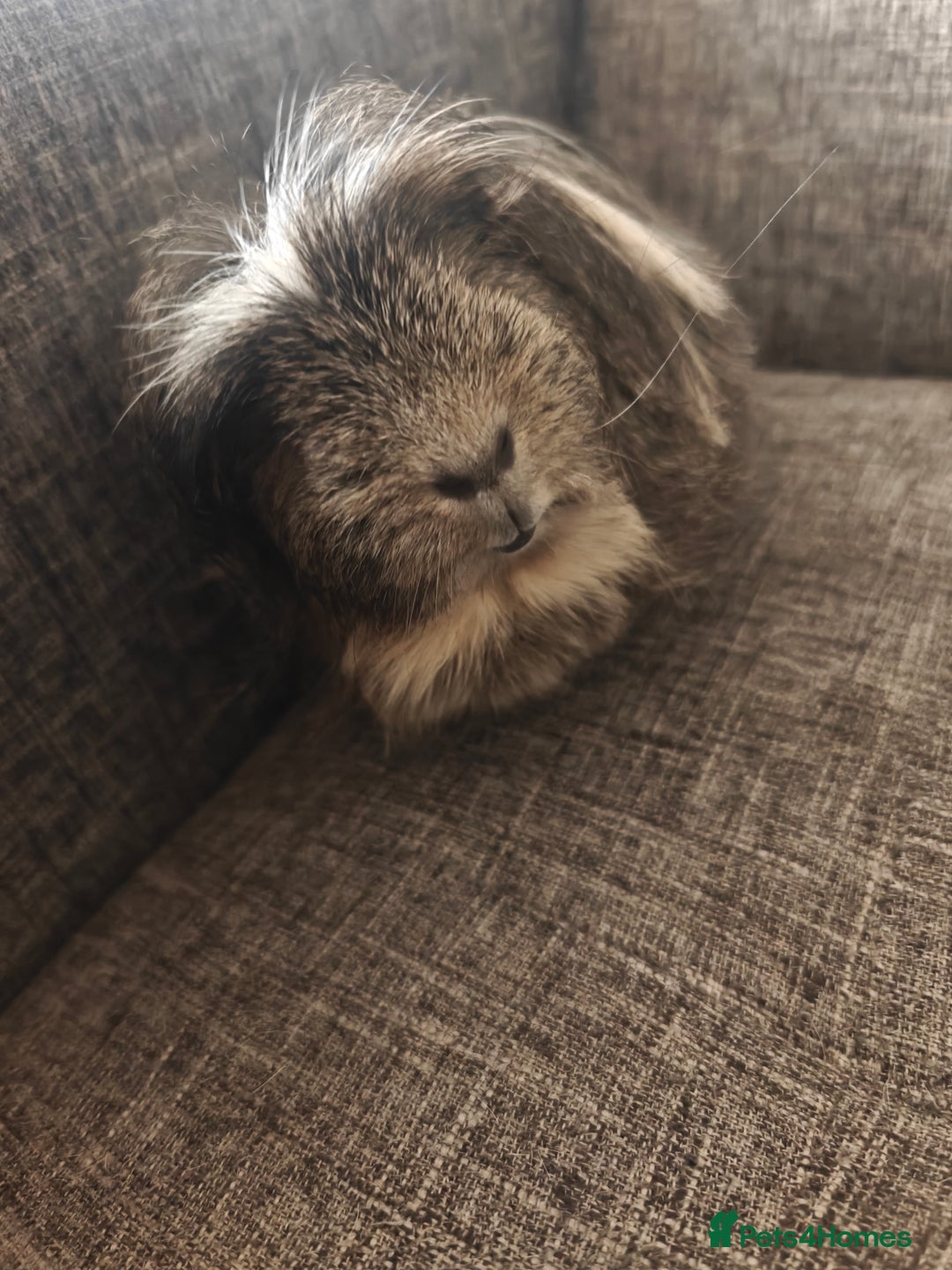 Guinea Pig rodents for sale: Male Guinea Pig For Free - Image 5