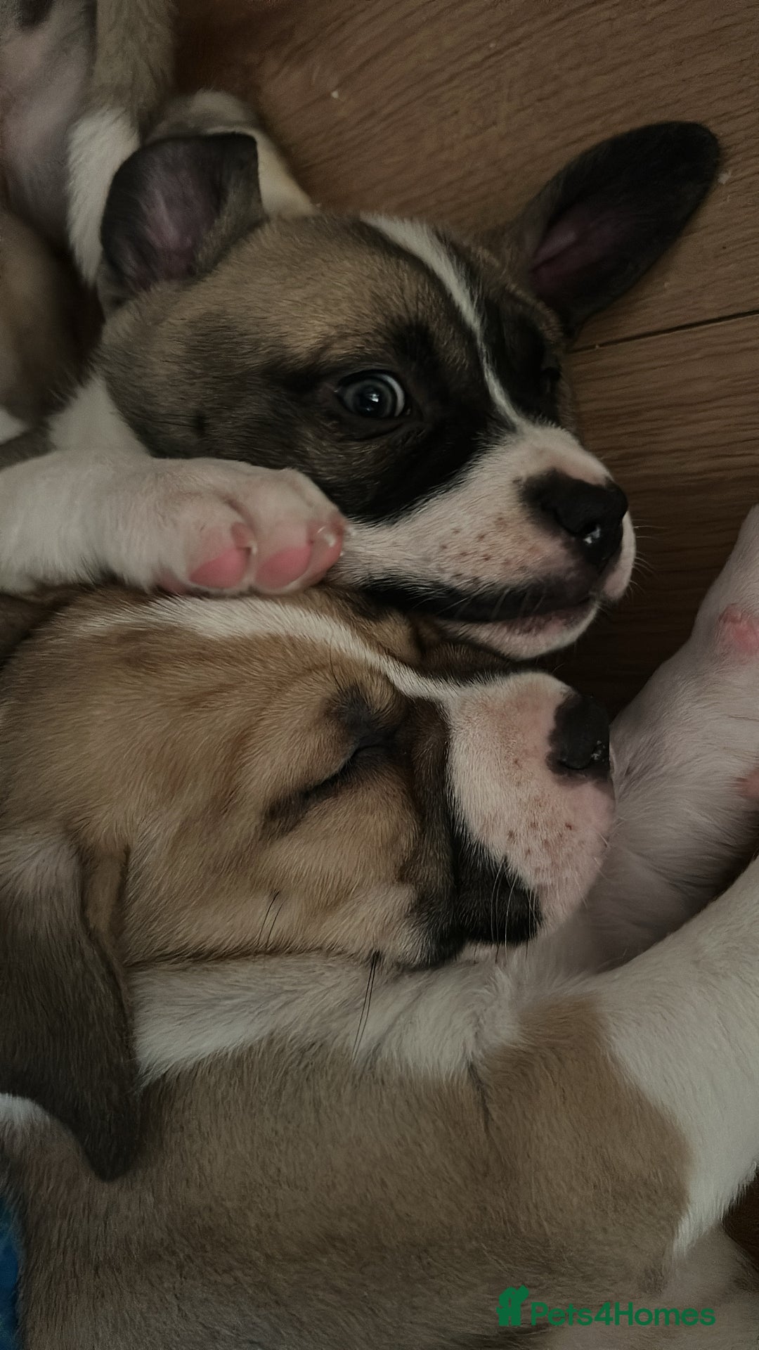 Mixed Breed dogs for sale: American bulldog x bullmastiff puppies - Advert 19