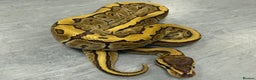 Python Snake reptiles for sale: Royal pythons  - Advert 4