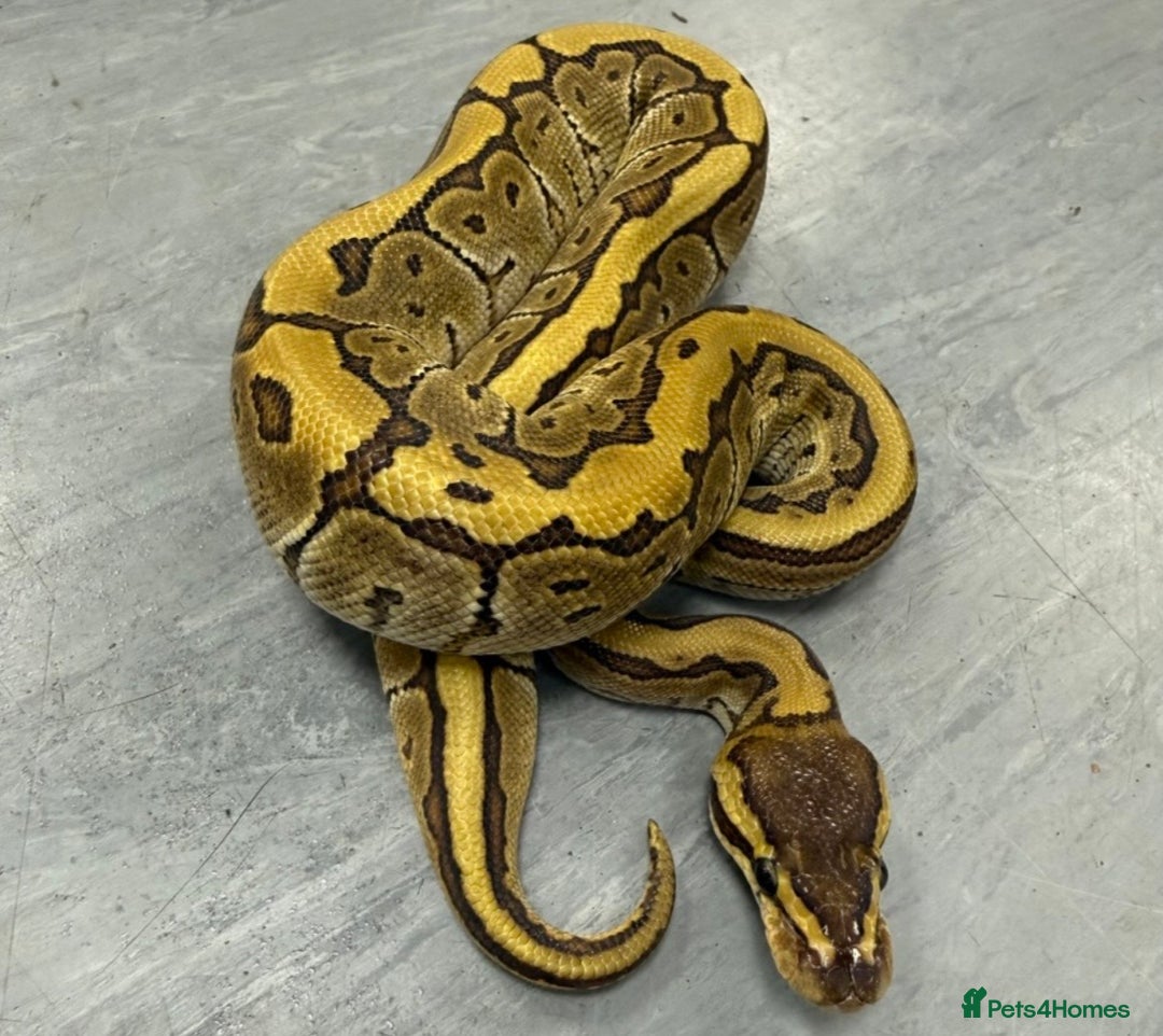 Python Snake reptiles for sale: Royal pythons  - Advert 4