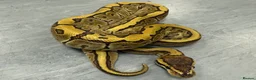 Python Snake reptiles for sale: Royal pythons  - Advert 4