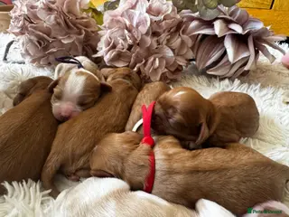 Cavalier King Charles Spaniel dogs 6 cavalier King Charles spaniel girls available - Advert 6