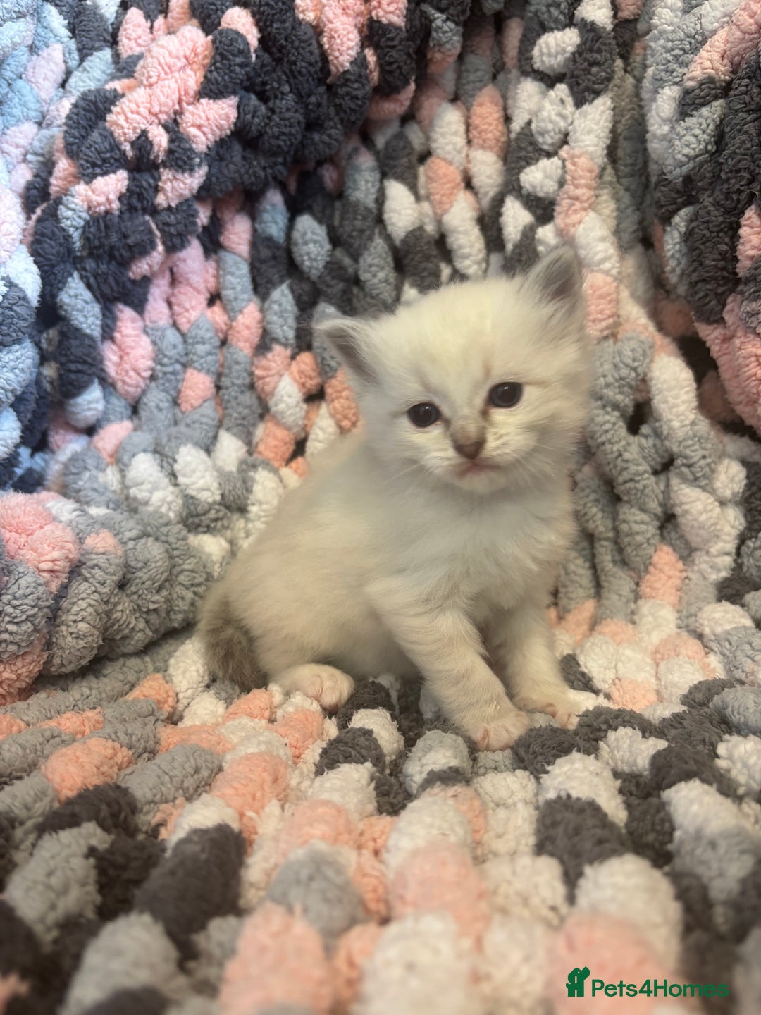 Ragdoll cats for sale: Beautiful ragdoll kittens 🩵 - Image 5