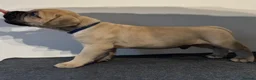 Bullmastiff dogs for sale: Beautiful Bullmastiff Puppies Exceptional Pedigree in Bracknell - Advert 7