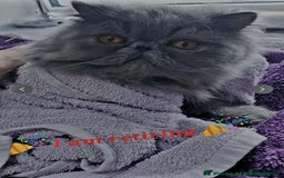 Persian cats for sale: Gorgeous GCCF Reg pure breed Persian Boy - Image 2