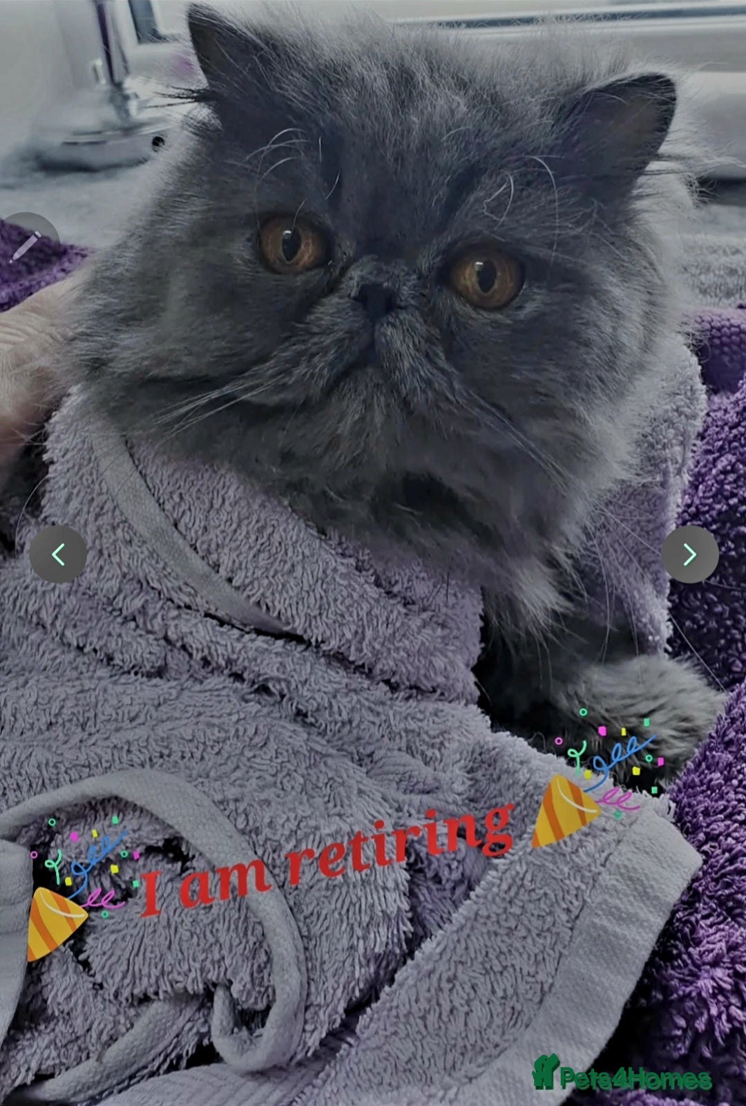 Persian cats for sale: Gorgeous GCCF Reg pure breed Persian Boy - Image 2