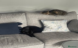 Domestic Shorthair cats for sale: Two gorgeous sisters ready for their forever home - Image 4