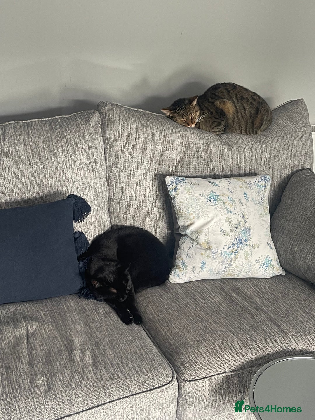 Domestic Shorthair cats for sale: Two gorgeous sisters ready for their forever home - Image 4