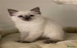 Ragdoll cats for sale: Luxury Champion Line Ragdoll Pedigree Kittens - Image 11