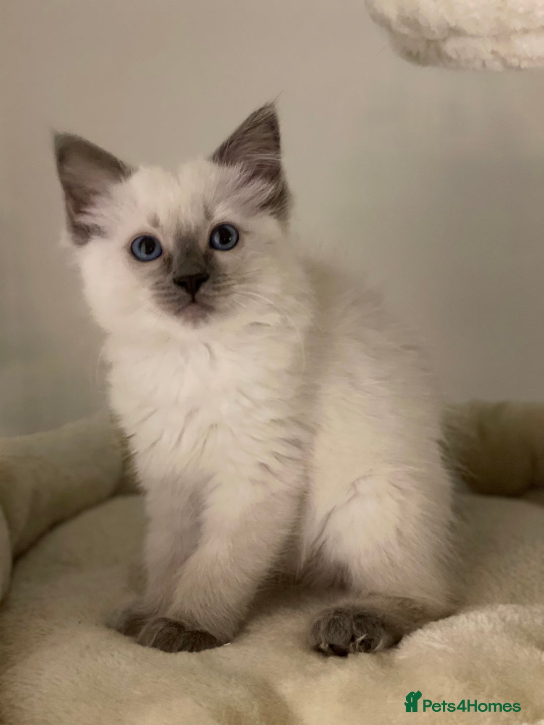 Ragdoll cats for sale: Luxury Champion Line Ragdoll Pedigree Kittens - Image 11