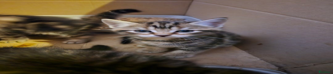 Domestic Shorthair Kitten 5