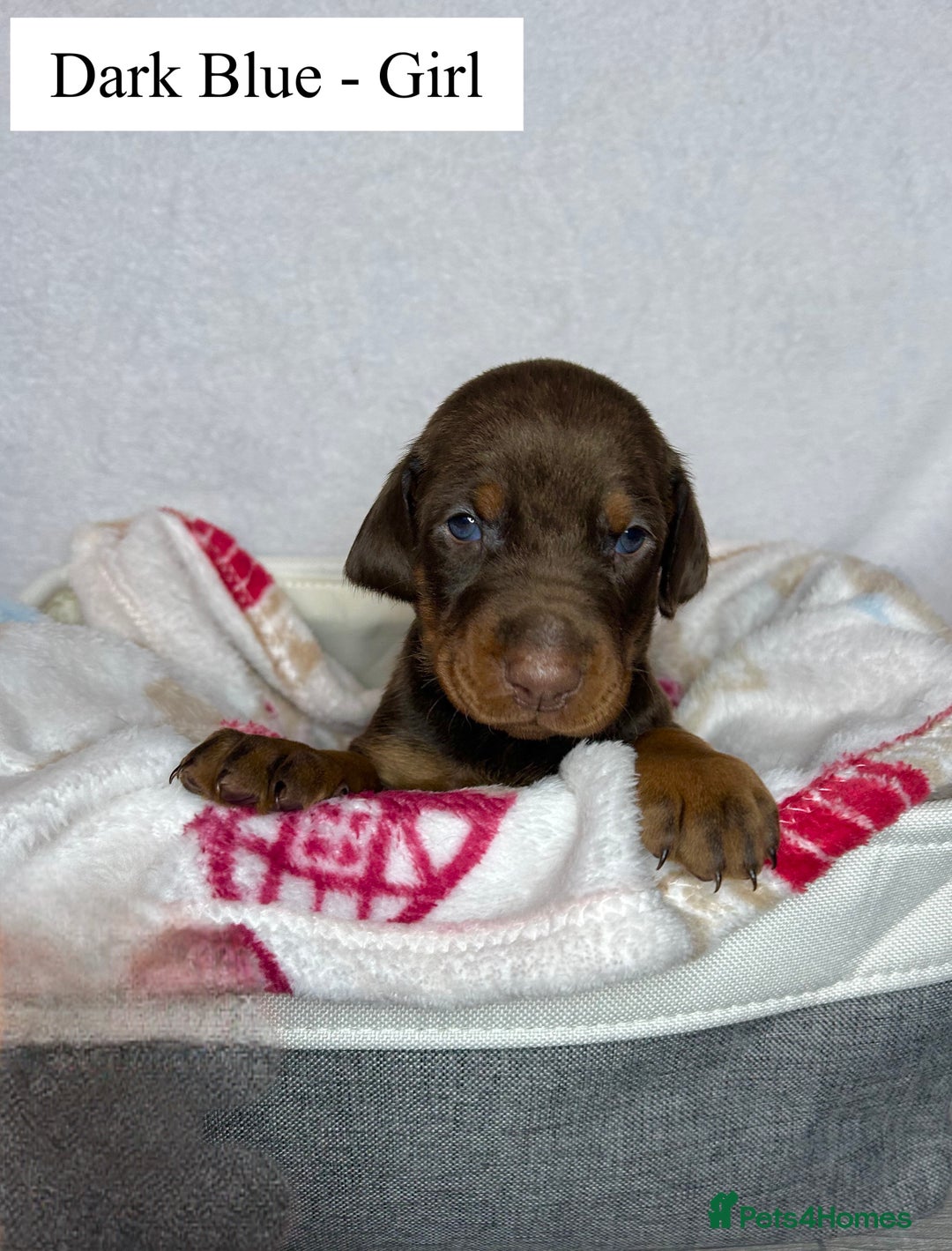 Dobermann dogs for sale: 🩶 Top quality KC registered Doberman puppies! 🩶 - Advert 5