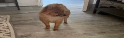 Pomeranian dogs for sale: Female Pomeranian  - Advert 3