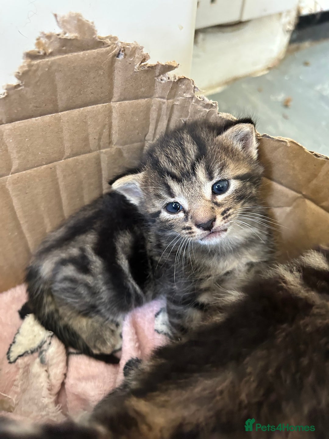 Mixed Breed cats for sale: Kittens tabby - Image 9