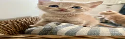 Ragdoll cats for sale: Ragdoll x British short hair ginger boy kitten  - Advert 12
