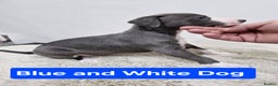 Whippet dogs for sale: KC Reg Whippet Puppies for sale  - Advert 11