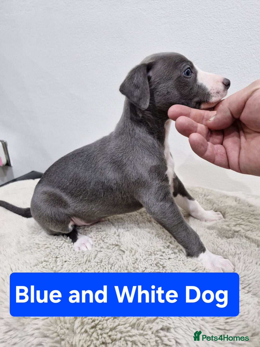 Whippet dogs for sale: KC Reg Whippet Puppies for sale  - Advert 11