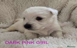 West Highland Terrier dogs for sale: STUNNING WEST HIGHLAND TERRIER PUPPIES  - Image 9