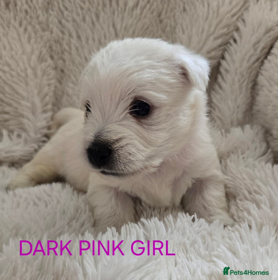 West Highland Terrier dogs for sale: STUNNING WEST HIGHLAND TERRIER PUPPIES  - Image 9