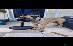 Mixed Breed dogs for sale: bullmastiff mix for sale - Image 5