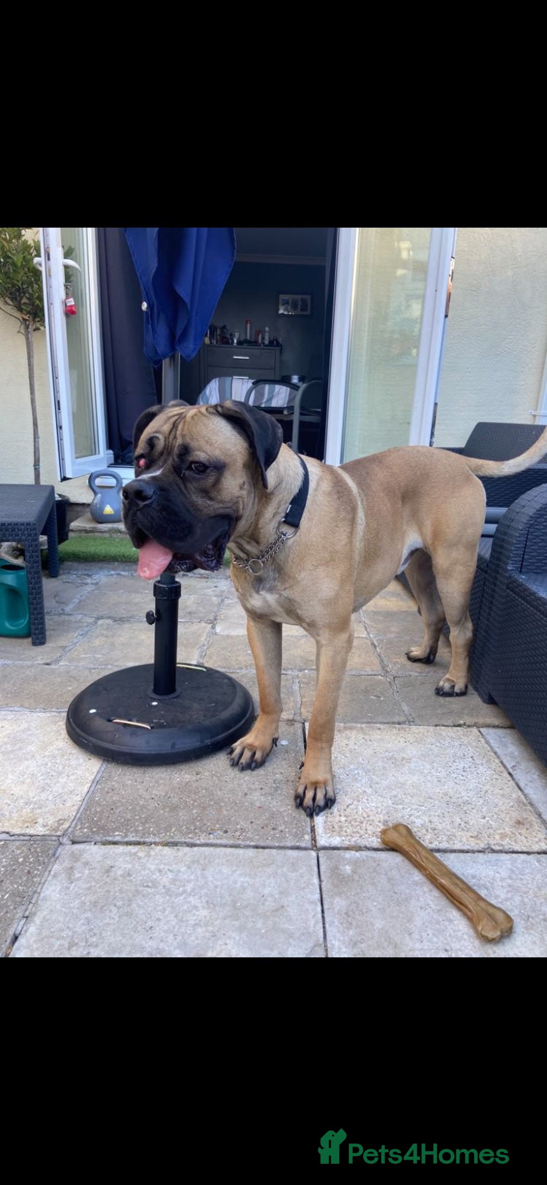 Mixed Breed dogs for sale: bullmastiff mix for sale - Image 5