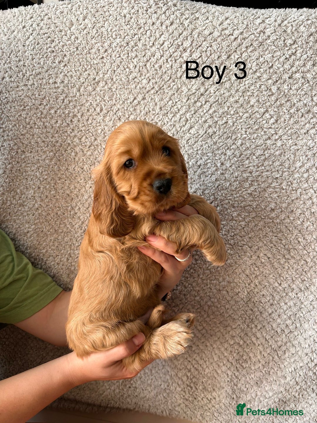 Cocker Spaniel dogs for sale: Golden English Show Cocker Spaniel puppies - Image 29